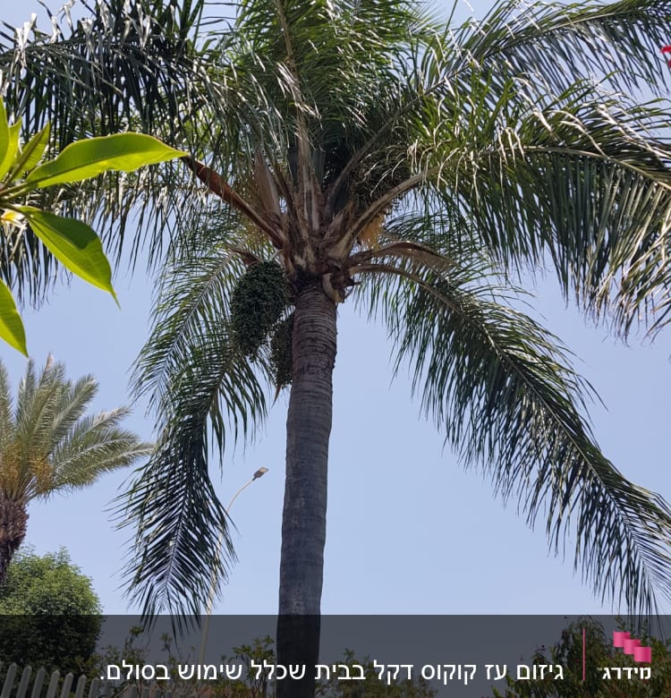 עץ דקל גבוה עם ענפים לא גזומים